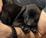 Small Photo #14 Goldmaraner Puppy For Sale in SAN JOSE, CA, USA
