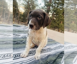 German Shorthaired Pointer Puppy for sale in CLINTON, IA, USA