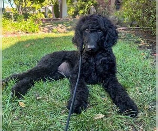 Medium Photo #1 Goldendoodle Puppy For Sale in Fremont, CA, USA