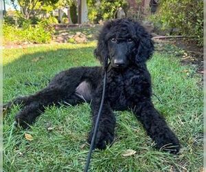 Medium Goldendoodle