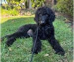 Small Goldendoodle