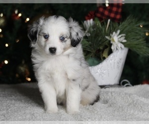 Miniature Australian Shepherd Puppy for sale in FREDERICKSBURG, OH, USA