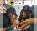 Small Photo #2 Bloodhound Puppy For Sale in BARTLEY, NE, USA