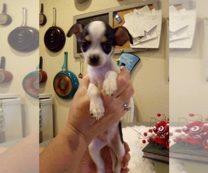 Affenhuahua Puppy for sale in CARTERVILLE, IL, USA