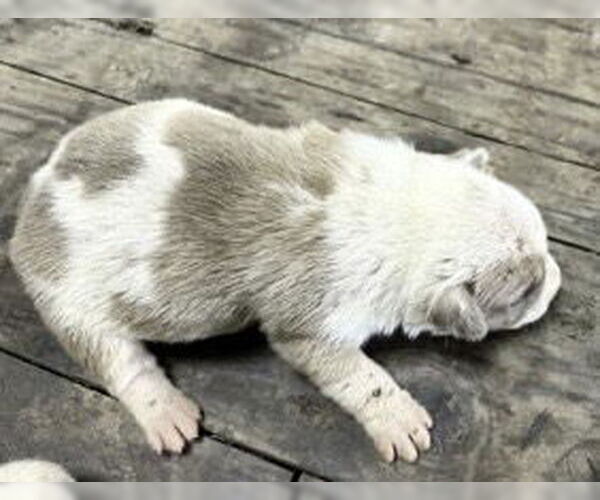 Medium Photo #1 American Pit Bull Terrier Puppy For Sale in Houston, TX, USA