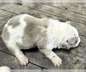 American Pit Bull Terrier Dogs for adoption in Houston, TX, USA