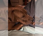 Small #11 Mountain Cur-Staffordshire Bull Terrier Mix
