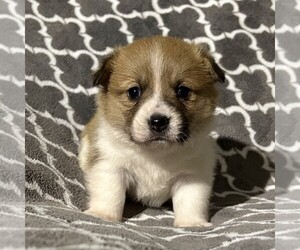 Pembroke Welsh Corgi Puppy for sale in FREDONIA, PA, USA