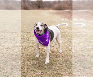 Beagle Dogs for adoption in Crete, IL, USA