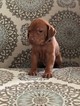 Small Photo #4 Vizsla Puppy For Sale in OAK RIDGE N, TX, USA