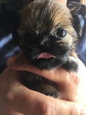 Shih Tzu Puppy for sale in ODD, WV, USA