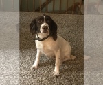 Small Photo #1 English Springer Spaniel Puppy For Sale in SHEBOYGAN, WI, USA