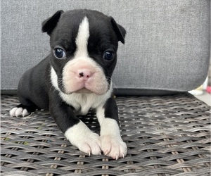 Boston Terrier Puppy for sale in CHARLOTTESVILLE, VA, USA