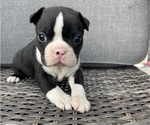 Image preview for Ad Listing. Nickname: Male Boston