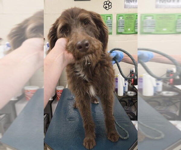 Medium Photo #1 Mutt Puppy For Sale in Mobile, AL, USA