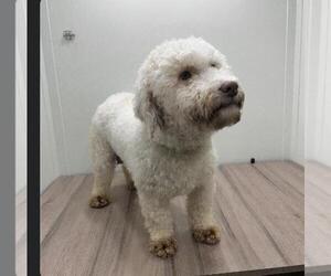 Mother of the Miniature Labradoodle puppies born on 03/28/2026