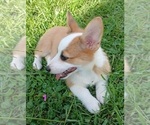 Small #2 Pembroke Welsh Corgi