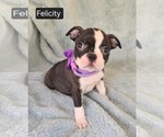 Small #1 Boston Terrier