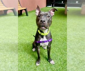 American Pit Bull Terrier Dogs for adoption in San Francisco, CA, USA