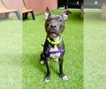 Small American Pit Bull Terrier