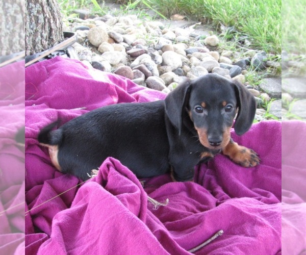 Medium Photo #1 Dachshund Puppy For Sale in LE MARS, IA, USA