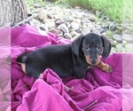 Small Photo #1 Dachshund Puppy For Sale in LE MARS, IA, USA