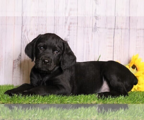 Medium Photo #2 Rottle Puppy For Sale in FREDERICKSBG, OH, USA