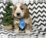 Small Photo #4 Goldendoodle-Poodle (Miniature) Mix Puppy For Sale in CEDAR LANE, PA, USA