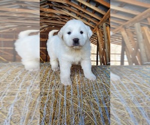 Great Pyrenees Puppy for sale in WATTS, OK, USA