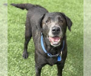 Labrador Retriever Dogs for adoption in San Diego, CA, USA