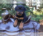 Small Rottweiler