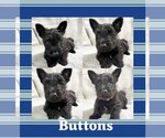 Puppy Buttons Scottish Terrier