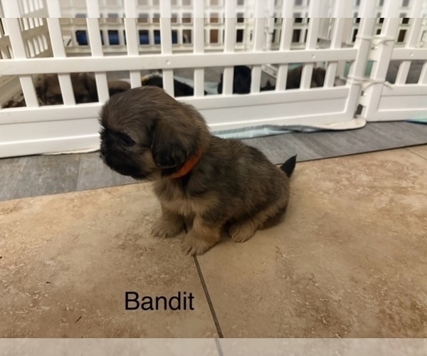Medium Photo #71 Shih Apso Puppy For Sale in SCOTTSDALE, AZ, USA
