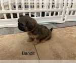 Small Photo #71 Shih Apso Puppy For Sale in SCOTTSDALE, AZ, USA
