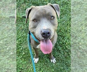 Mutt Dogs for adoption in Sacramento, CA, USA
