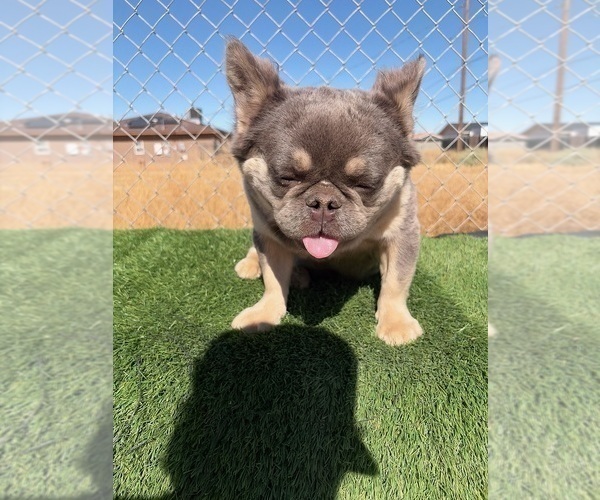 Medium Photo #20 French Bulldog Puppy For Sale in SAN JOSE, CA, USA
