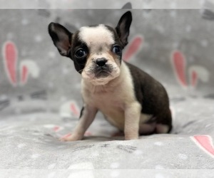 Faux Frenchbo Bulldog Puppy for sale in LAKELAND, FL, USA