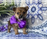 Small Photo #4 Carkie Puppy For Sale in LANCASTER, PA, USA