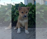 Small Photo #10 Shiba Inu Puppy For Sale in EDINA, MO, USA