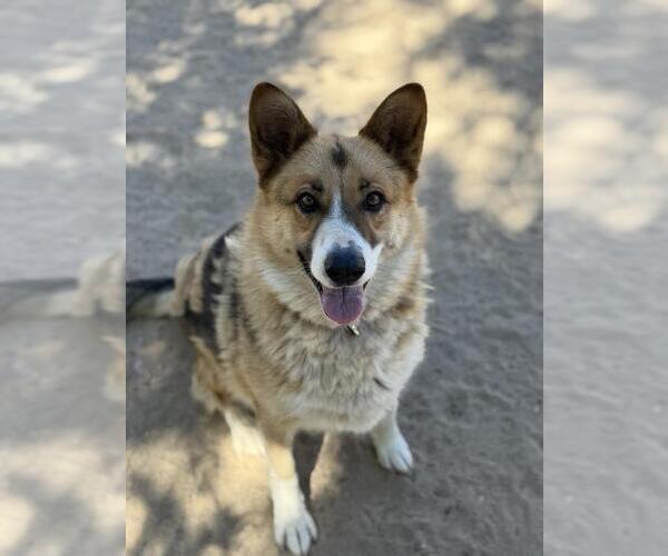 Medium Photo #1 Siberian Husky Puppy For Sale in Santa Barbara, CA, USA