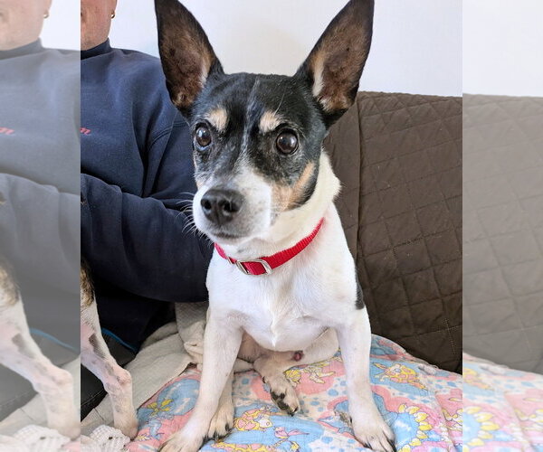 Medium Photo #4 Rat Terrier Puppy For Sale in Atlanta, GA, USA