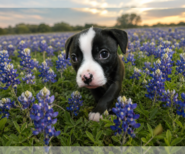 Medium Photo #3 Mutt Puppy For Sale in McKinney, TX, USA