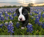 Small #2 Mutt