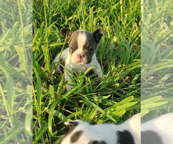 Medium Photo #8 French Bulldog Puppy For Sale in BONE CAVE, TN, USA