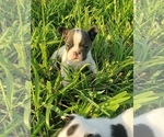 Small Photo #8 French Bulldog Puppy For Sale in BONE CAVE, TN, USA