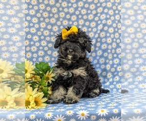 Poodle (Miniature) Puppy for sale in STRASBURG, PA, USA