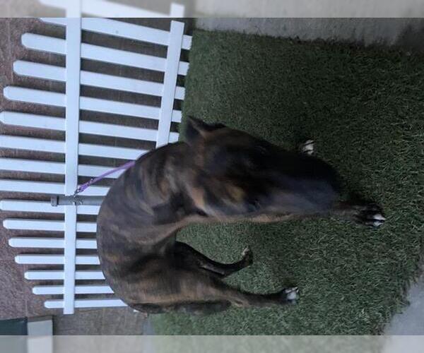 Medium Photo #1 Mutt Puppy For Sale in Modesto, CA, USA