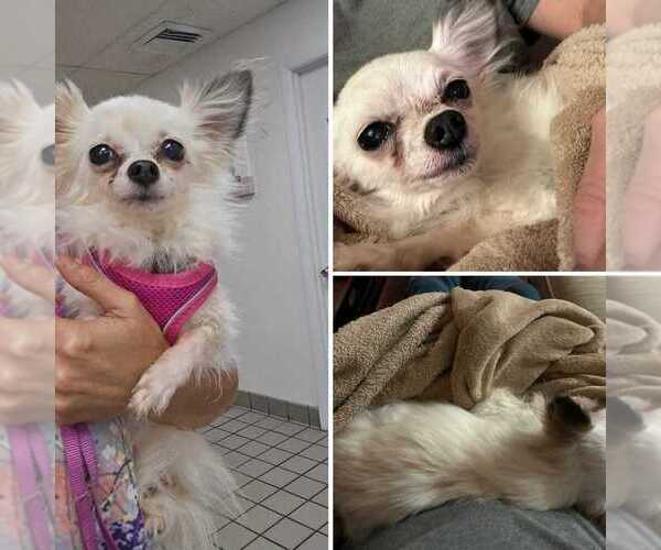 Medium Photo #4 Chihuahua Puppy For Sale in Plantation, FL, USA