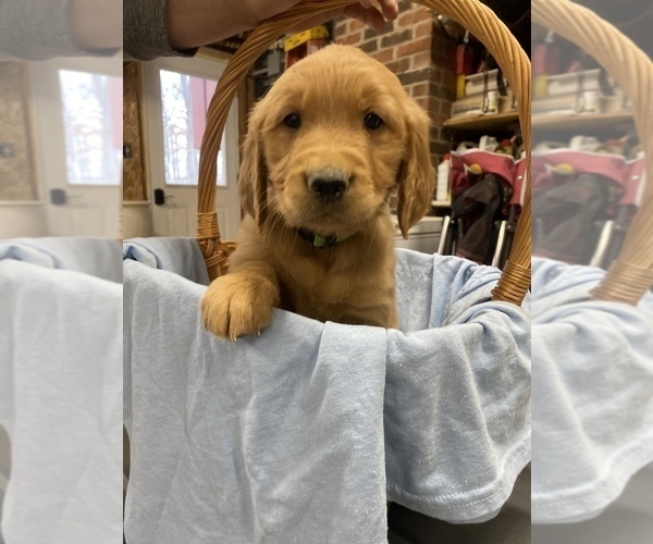 Medium Photo #1 Golden Retriever Puppy For Sale in BOGGSVILLE, IL, USA