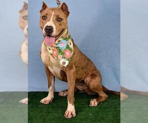 American Pit Bull Terrier Dogs for adoption in Bakersfield, CA, USA